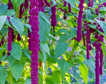 Bulk Dreadlock Amaranth Seeds, Ancient Grain, Hot Climate, Very nutritious grain, Amaranthus caudatus gibbosus AM011C