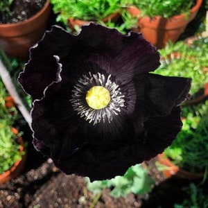 100 After Midnight Poppy Flower Seeds, Papaver Somniferum PS021CR