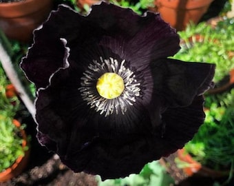 100 After Midnight Poppy Flower Seeds, Papaver Somniferum PS021CR