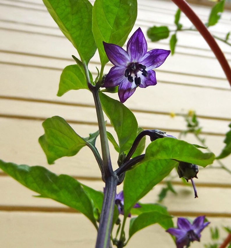 10 Organic Black Jalapeño Seeds Hot Peppers Jalapeno Etsy