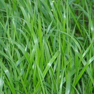 Sweetgrass Seeds, WINTER PLANTING Hierochloe Odorata, Vanilla Grass, Holy Grass, Sweet Grass Seeds HI9040R image 6
