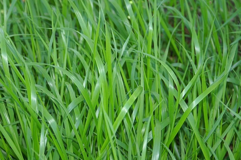 Sweetgrass Seeds, WINTER PLANTING Hierochloe Odorata, Vanilla Grass, Holy Grass, Sweet Grass Seeds HI9040R image 6