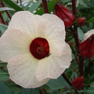 Organic True Roselle Seeds, Hibiscus sabdariffa HI0220