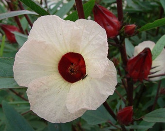 Organic True Roselle Seeds, Hibiscus sabdariffa HI0220