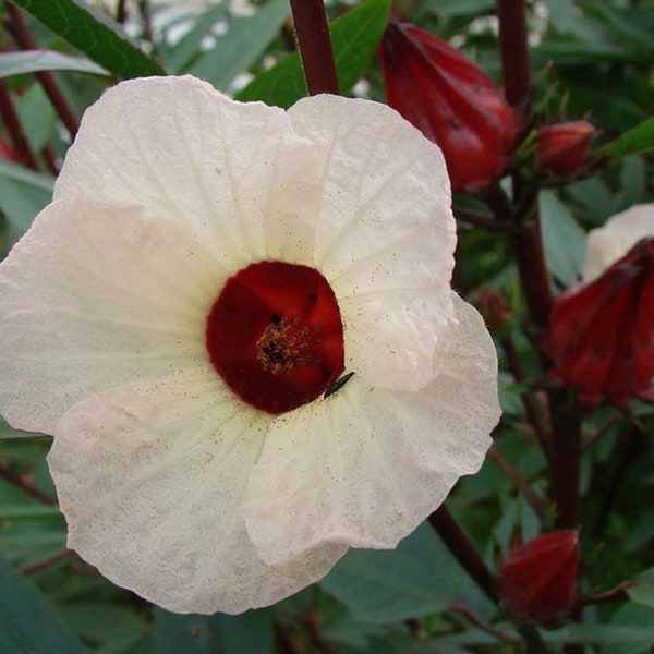 Organic True Roselle Seeds, Hibiscus sabdariffa HI0220