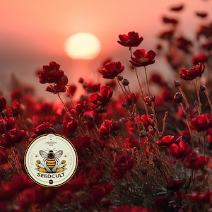 1000 Dwarf Red Plains Coreopsis Seeds, Coreopsis Tinctoria Dwarf, North American Native Wildflowers CO431M