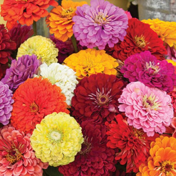 Bulk Giant Dahlia Flowered Zinnia Seeds, Zinnia Elegans ZE151C