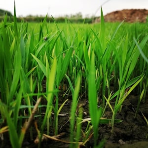 May include: A close-up view of a field of green grass with a single fly perched on a blade of grass.