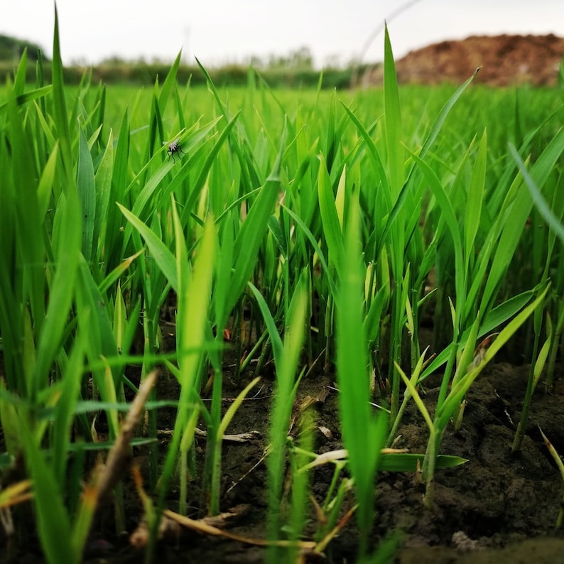May include: A close-up view of a field of green grass with a single fly perched on a blade of grass.