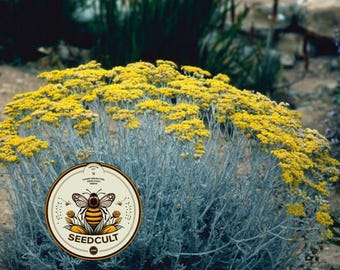 NEW! Immortelle Seeds, Italian Everlasting, Curry Plant, Silver Foliage, Herb, HL4020