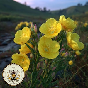 Medicinal Evening Primrose Seeds, Oenothera Biennis, BI801C