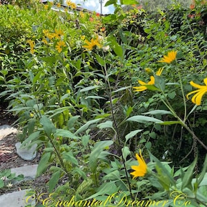 Sunchoke SEEDS, Jerusalem Artichoke, Potato Substitute, Helianthus Tuberosus HT0120 image 9