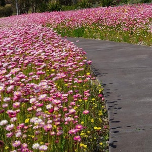 500 Paper Daisy Seeds, Pink Shades, Everlasting Flowers RH015C image 2