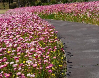 500 Paper Daisy Seeds, Pink Shades, Everlasting Flowers RH015C