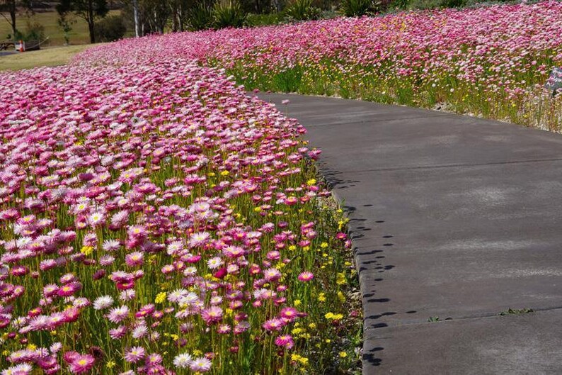 500 Paper Daisy Seeds, Pink Shades, Everlasting Flowers RH015C image 2