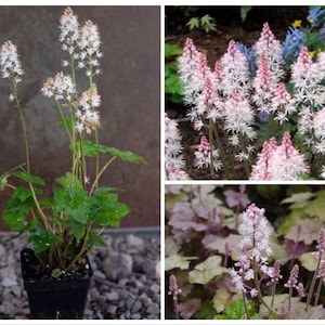 Heartleaf Foamflower Seeds, Foam Flower, Wherrys, Tiarella Wherryi, Shade Indoor plant TI2020 image 3