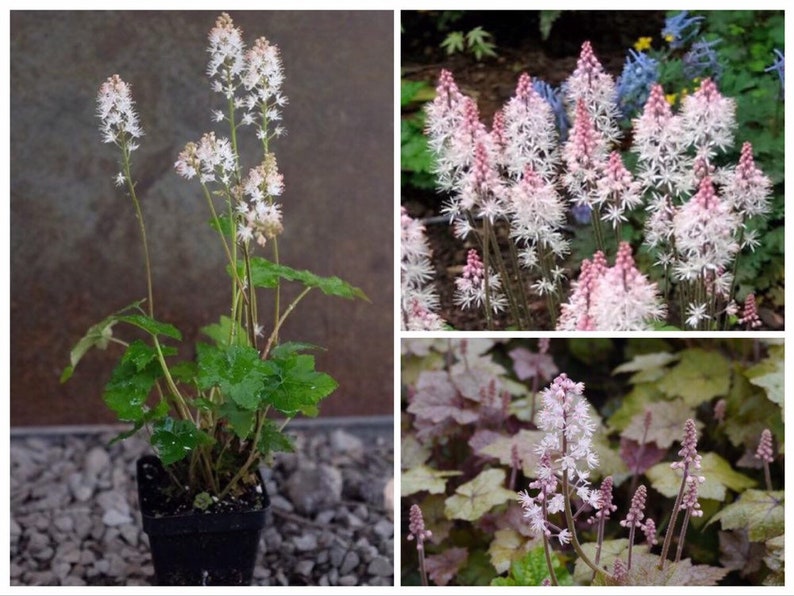 Heartleaf Foamflower Seeds, Foam Flower, Wherrys, Tiarella Wherryi, Shade Indoor plant TI2020 image 3