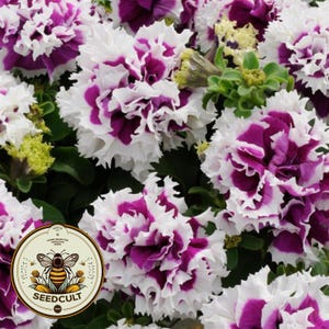 Double Pirouette Purple Petunia Seeds, Pelleted for easier sowing and germination, Petunia Hybrida PE7825P