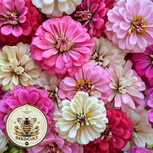 Strawberries and Cream Zinnia Seeds Mix, Hot Pink, Pale Pink and White, Zinnia Elegans ZE461C