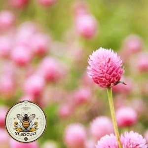 Peut inclure: Gros plan sur une fleur d'amarante globulaire rose avec un arrière-plan flou d'autres fleurs roses. La fleur est nette et l'arrière-plan est flou. La fleur est d'un rose éclatant et a une texture duveteuse. L'arrière-plan est d'un vert doux.