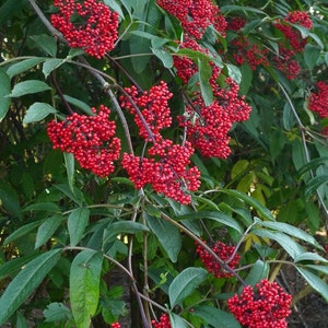 Bulk Red Elderberry Seeds, Sambucus Racemosa, SB3250