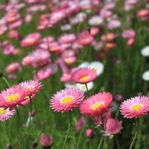 500 Paper Daisy Seeds, Pink Shades, Everlasting Flowers RH015C