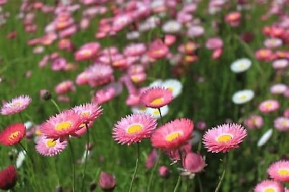500 Paper Daisy Seeds, Pink Shades, Everlasting Flowers RH015C