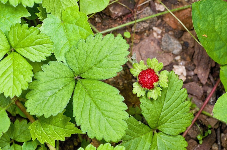 SeedCult Alpine Strawberry Seeds - Thumbnail 2