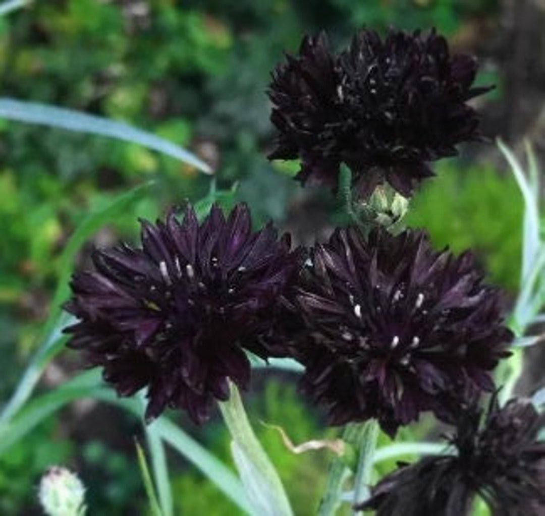 Bulk Double Black, Edible Cornflower Seeds, Gothic Garden