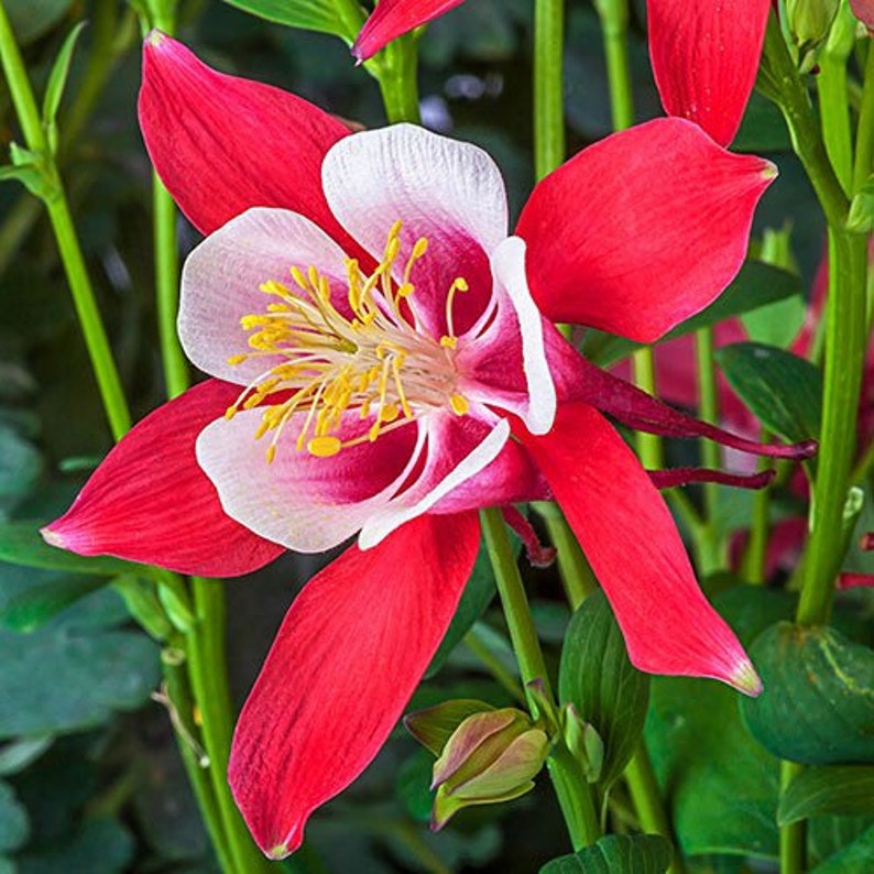 20 Crimson Star Columbine Seeds, Flowering Shade Perennial, Aquilegia Crimson Star AQ0420 image 5