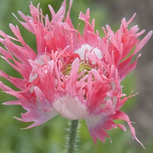 Rare Pink Fizz Poppy Seeds, Papaver Somniferum, Pinky's Bi-Color, Pink and White, Bread seed poppies PS1750R