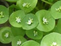 NEW! Native Miner's Lettuce Seeds, Edible Indian Lettuce, Winter Purslane, Claytonia Perfoliata, CL901C