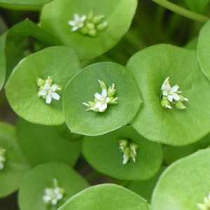 May include: Close-up of a plant with bright green, round leaves. Each leaf has a small cluster of tiny white flowers at its center. The image is a macro shot, highlighting the details of the plant's texture and color.