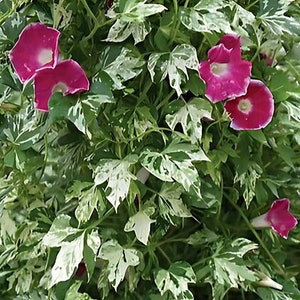 NEW Variegated Happy Hour Rose Morning Glory Seeds, Ipomoea Tricolor IP1825 image 1