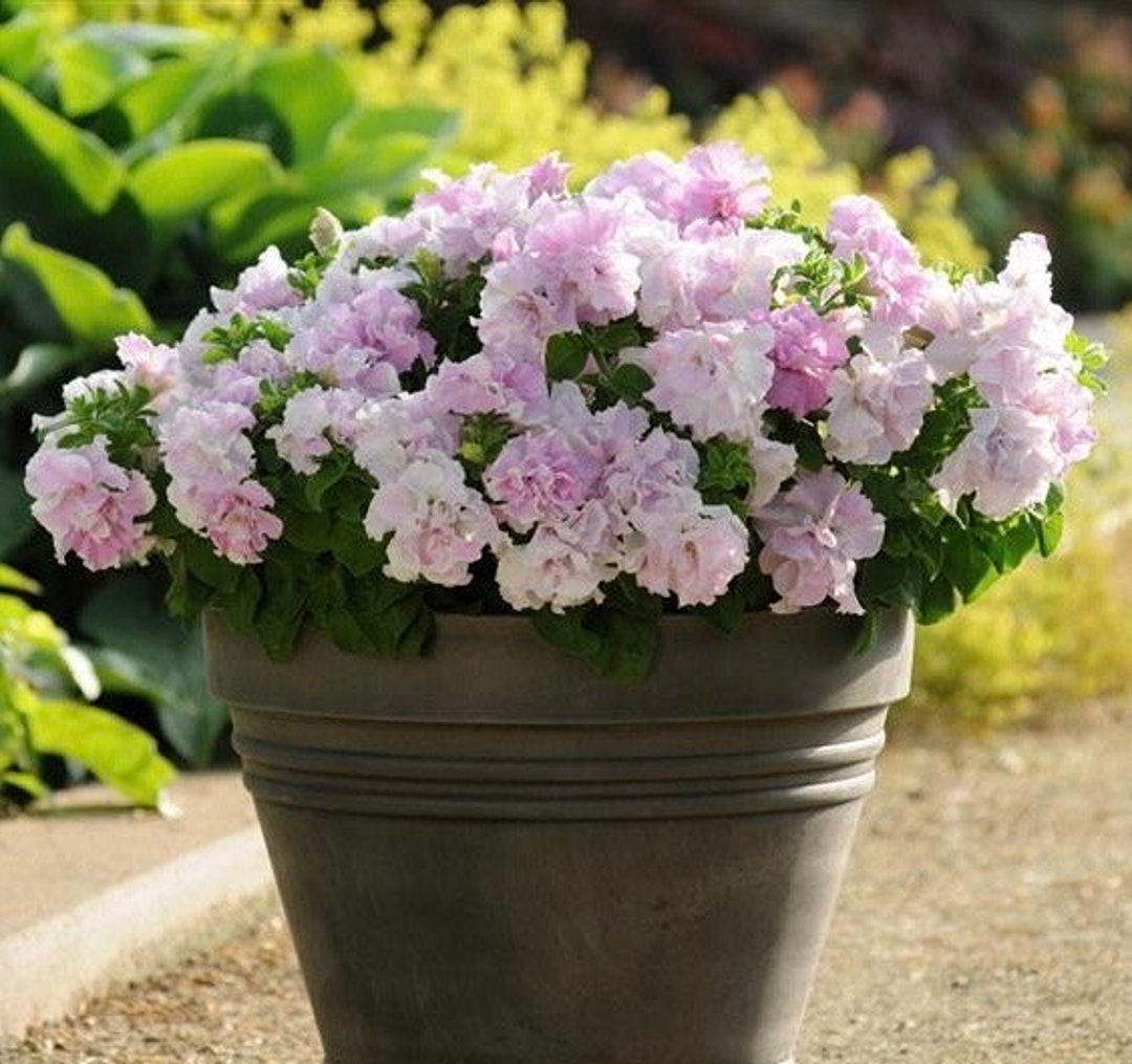 Double Cascade Orchid Mist Petunia Seeds, Pelleted for