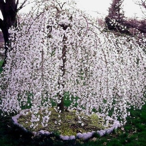 Weeping Cherry Tree Seeds, Bonsai, Higan Cherry, Prunus Subhirtella Var. Pendula PR4110R image 3