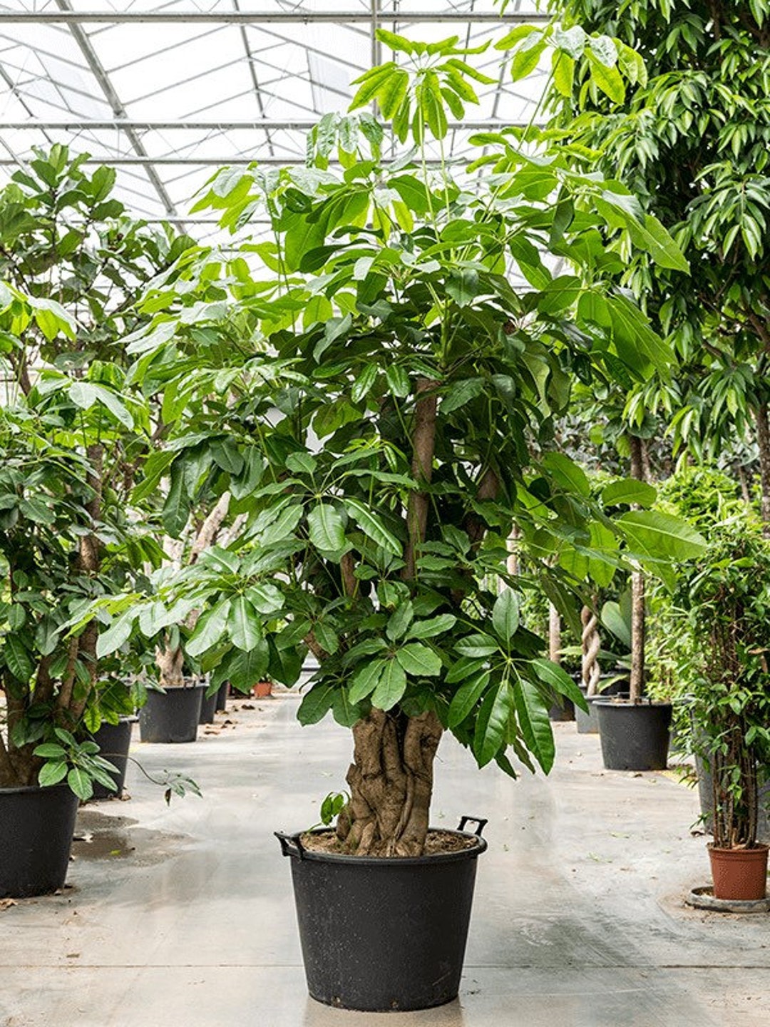 Australian Umbrella Plant Seeds, House Plant, Schefflera Actinophylla SC5020 Etsy