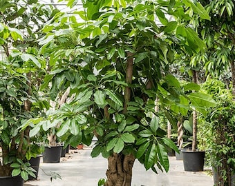 Australian Umbrella Plant Seeds, House Plant, Schefflera Actinophylla SC5020