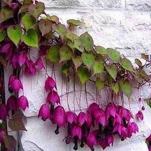 Purple Bell Vine Seeds, Rhodochiton Atrosanguineus RH4010