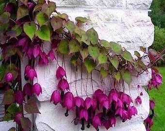Purple Bell Vine Seeds, Rhodochiton Atrosanguineus RH4010