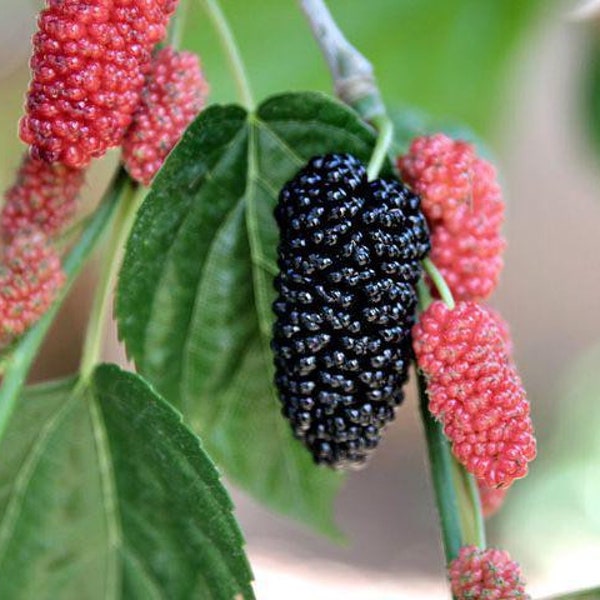 Black Mulberry Seeds, Morus Nigra MO8050