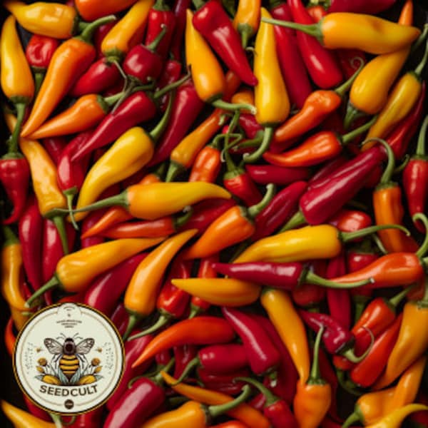 NEW! Tabasco Pepper Seeds, Hot Spicy Pepper, Capsicum Annuum, CH2225