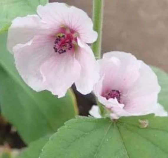 Bulk Marsh Mallow Seeds, Althaea Officinalis, Edible Plants AL1050