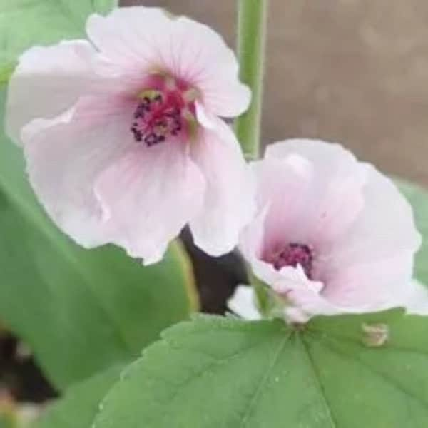 Bulk Marsh Mallow Seeds, Althaea Officinalis, Edible Plants AL1050