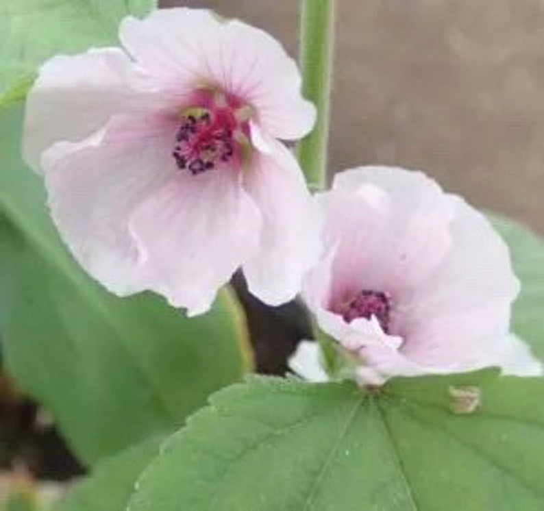 K&ouml;nnte beinhalten: Zwei blassrosa Bl&uuml;ten mit dunkelrosa Zentren und gr&uuml;nen Bl&auml;ttern. Die Bl&uuml;ten sind in voller Bl&uuml;te und haben ein zartes Aussehen.