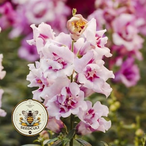 May include: Close-up of a cluster of light pink snapdragon flowers with deep pink accents. The flowers have ruffled petals and are in full bloom. A round logo with a bee and the text "SEEDCULT" is in the lower left corner.