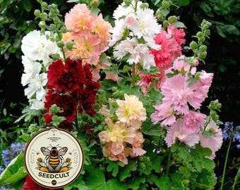 NEW! Spring Celebrities Hollyhock Mix Seeds, Alcea Rosea AL9420
