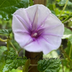 Rare Lavender Moon Vine Seeds, Night Blooming Morning Glory, Ipomoea muricata IP0810 image 2