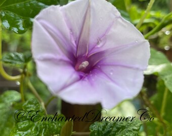 Rare Lavender Moon Vine Seeds, Night Blooming Morning Glory, Ipomoea muricata IP0810