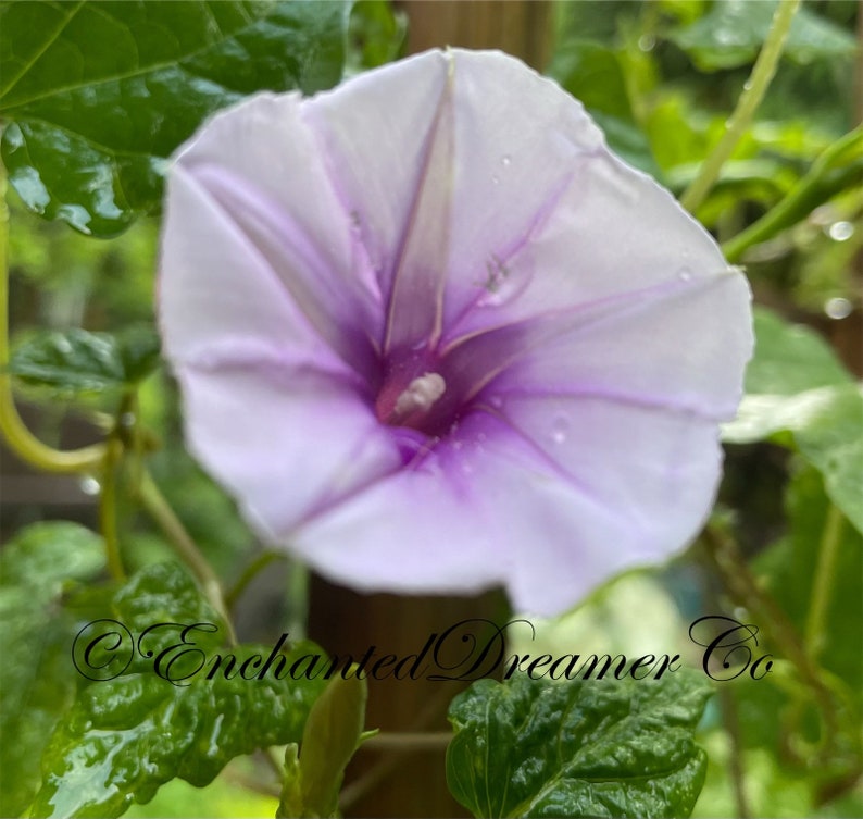 Rare Lavender Moon Vine Seeds, Night Blooming Morning Glory, Ipomoea muricata IP0810 image 2